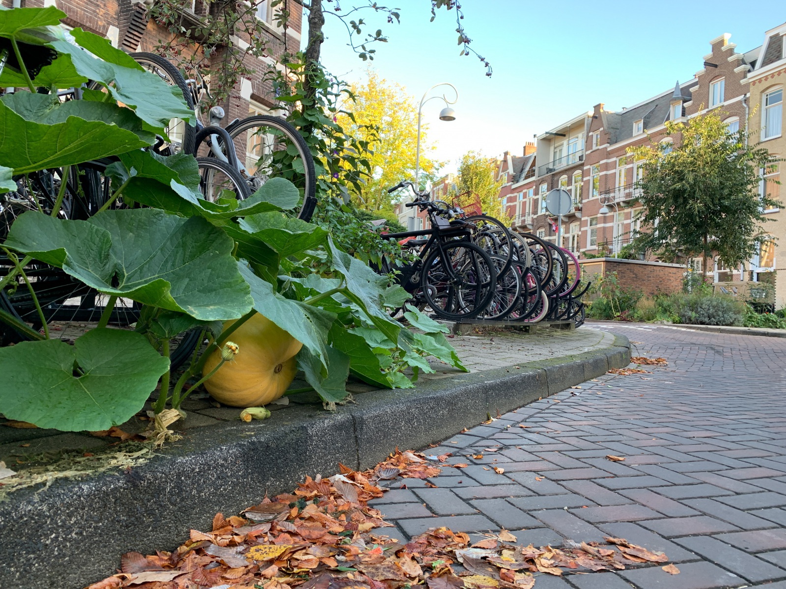 Verscholen pompoen